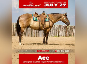 American Quarter Horse, Gelding, 9 years, Grullo
