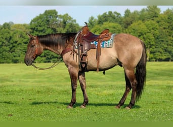 American Quarter Horse, Gelding, 9 years, Grullo