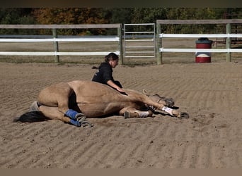 American Quarter Horse, Gelding, 9 years, Palomino