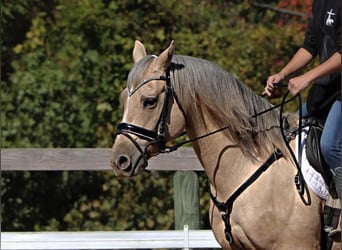 American Quarter Horse, Gelding, 9 years, Palomino