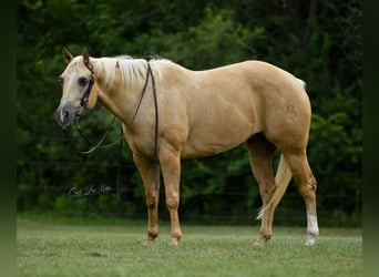 American Quarter Horse, Gelding, 9 years, Palomino