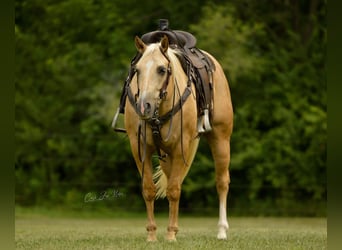 American Quarter Horse, Gelding, 9 years, Palomino
