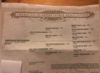 American Quarter Horse, Gelding, 9 years, Palomino