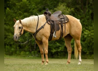 American Quarter Horse, Gelding, 9 years, Palomino
