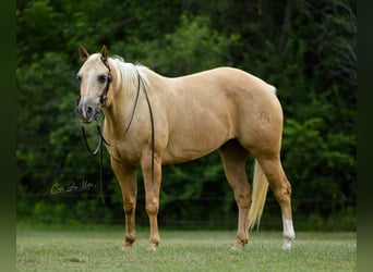 American Quarter Horse, Gelding, 9 years, Palomino