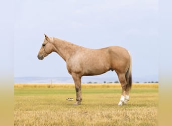 American Quarter Horse, Gelding, 9 years, Palomino