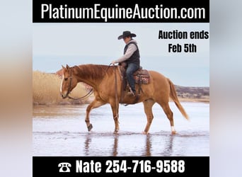 American Quarter Horse, Gelding, 9 years, Red Dun