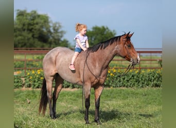 American Quarter Horse, Gelding, 9 years, Roan-Bay