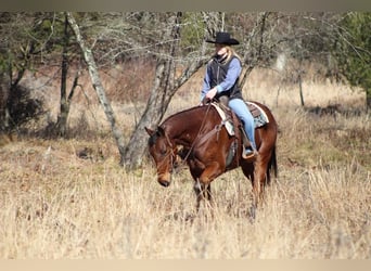 American Quarter Horse, Gelding, 9 years, Roan-Bay