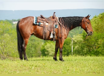 American Quarter Horse, Gelding, 9 years, Roan-Bay