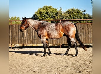 American Quarter Horse, Gelding, 9 years, Roan-Bay