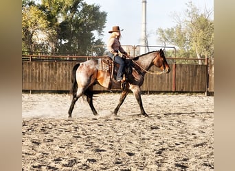 American Quarter Horse, Gelding, 9 years, Roan-Bay