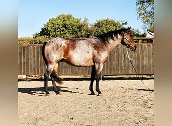 American Quarter Horse, Gelding, 9 years, Roan-Bay