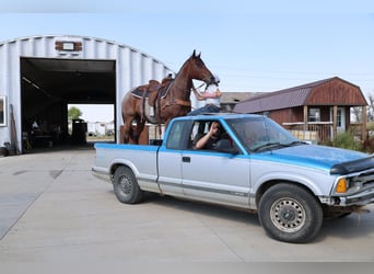 American Quarter Horse, Gelding, 9 years, Roan-Bay