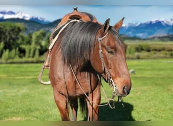 American Quarter Horse Mix, Gelding, 9 years, Roan-Bay