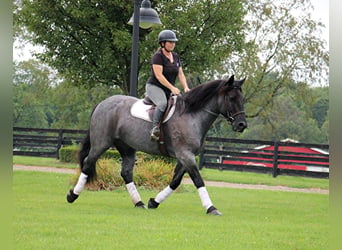American Quarter Horse, Gelding, 9 years, Roan-Blue