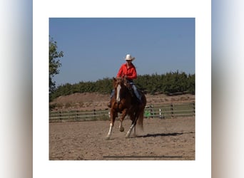 American Quarter Horse, Gelding, 9 years, Roan-Red