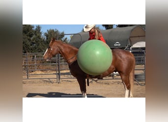 American Quarter Horse, Gelding, 9 years, Roan-Red