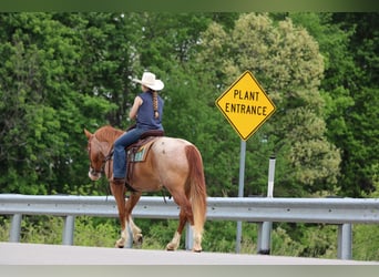 American Quarter Horse, Gelding, 9 years, Roan-Red