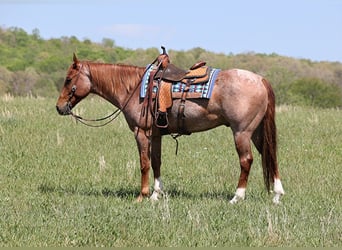 American Quarter Horse, Gelding, 9 years, Roan-Red