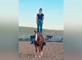 American Quarter Horse, Gelding, 9 years, Sorrel