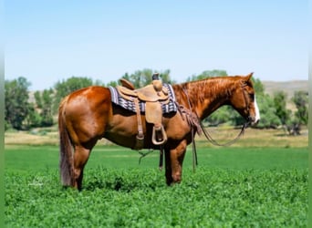 American Quarter Horse, Gelding, 9 years, Sorrel