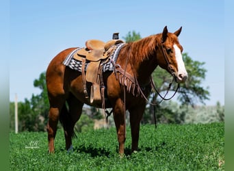 American Quarter Horse, Gelding, 9 years, Sorrel