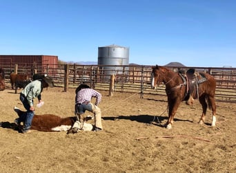 American Quarter Horse, Gelding, 9 years, Sorrel