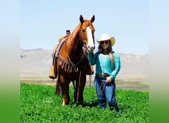 American Quarter Horse, Gelding, 9 years, Sorrel