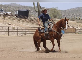 American Quarter Horse, Gelding, 9 years, Sorrel