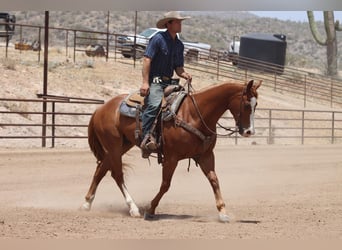 American Quarter Horse, Gelding, 9 years, Sorrel