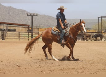 American Quarter Horse, Gelding, 9 years, Sorrel