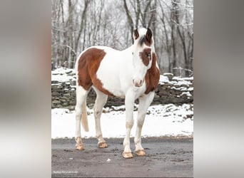 American Quarter Horse, Gelding, 9 years, Tobiano-all-colors