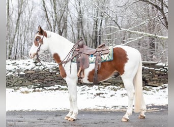 American Quarter Horse, Gelding, 9 years, Tobiano-all-colors