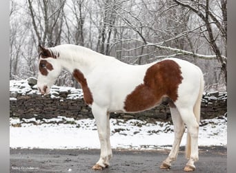 American Quarter Horse, Gelding, 9 years, Tobiano-all-colors