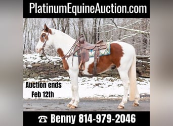 American Quarter Horse, Gelding, 9 years, Tobiano-all-colors