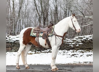 American Quarter Horse, Gelding, 9 years, Tobiano-all-colors