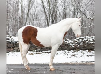 American Quarter Horse, Gelding, 9 years, Tobiano-all-colors