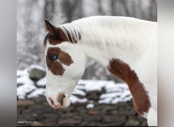 American Quarter Horse, Gelding, 9 years, Tobiano-all-colors