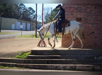 American Quarter Horse, Gelding, 9 years, White