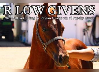 American Quarter Horse, Gelding, Foal (02/2025), 14 hh, Sorrel
