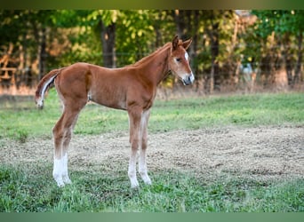 American Quarter Horse, Gelding, Foal (05/2026), Sorrel