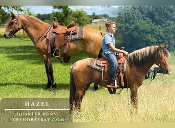 American Quarter Horse, Giumenta, 10 Anni, 142 cm, Falbo