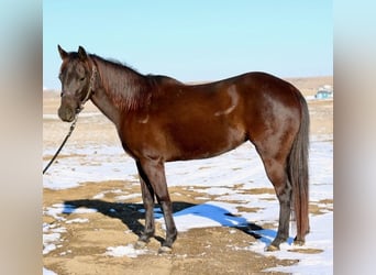 American Quarter Horse, Giumenta, 10 Anni, 142 cm, Morello