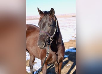 American Quarter Horse, Giumenta, 10 Anni, 142 cm, Morello