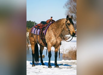 American Quarter Horse, Giumenta, 10 Anni, 142 cm, Pelle di daino