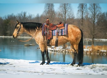 American Quarter Horse, Giumenta, 10 Anni, 142 cm, Pelle di daino