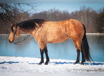American Quarter Horse, Giumenta, 10 Anni, 142 cm, Pelle di daino