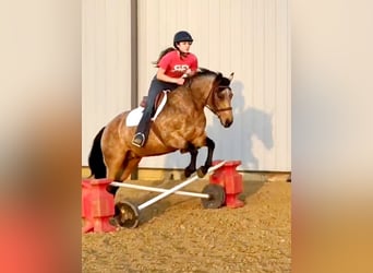 American Quarter Horse, Giumenta, 10 Anni, 142 cm, Pelle di daino