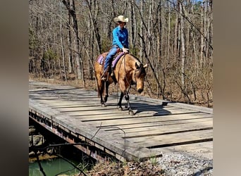 American Quarter Horse, Giumenta, 10 Anni, 142 cm, Pelle di daino